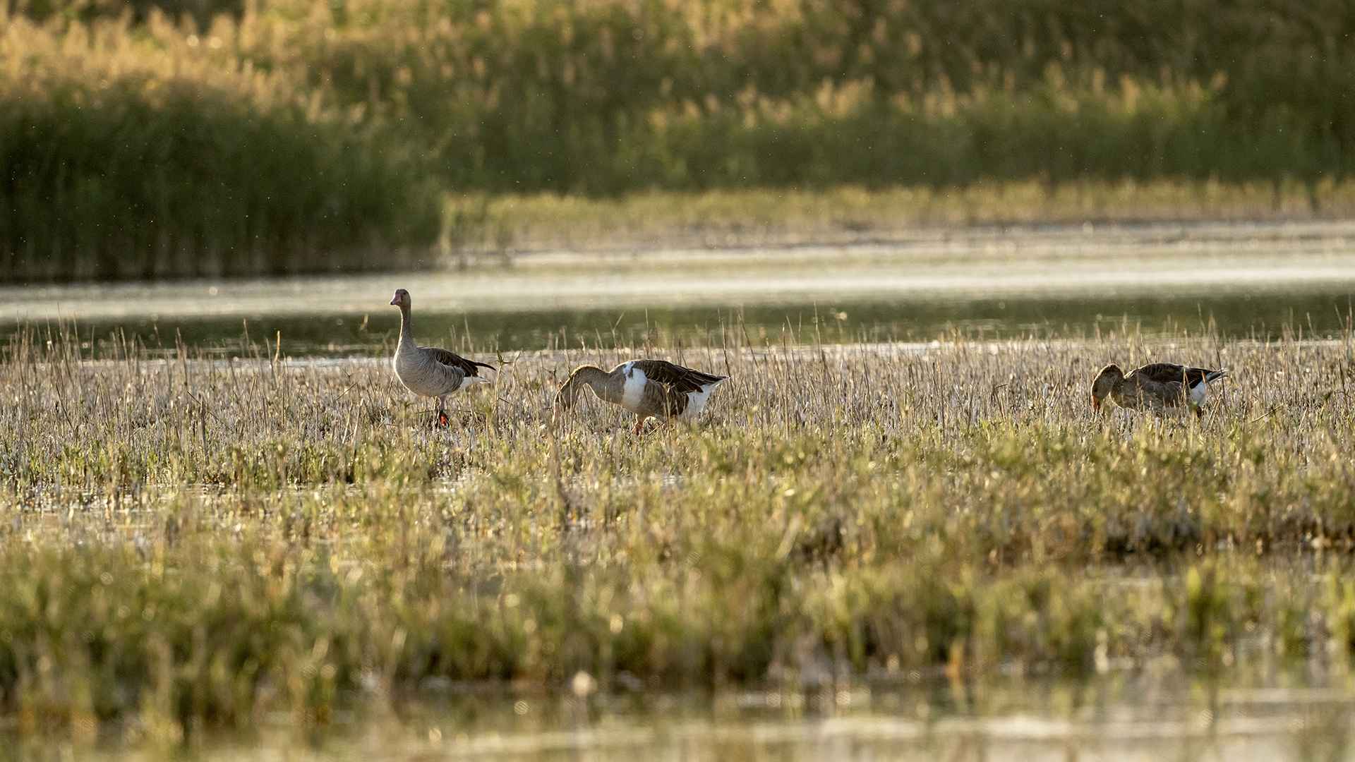 Graylag Goose